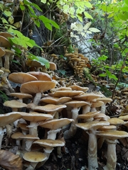 Armillaria mellea