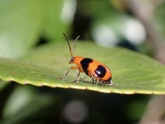 Aulacophora hilaris