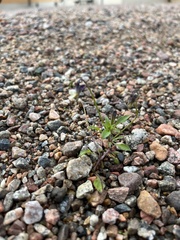 Viola arvensis