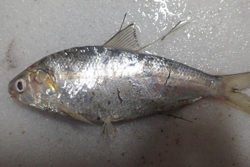 Japanese gizzard shad (Nematalosa japonica) — Clupeidae