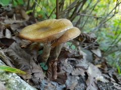 Armillaria mellea