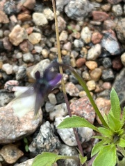 Viola arvensis