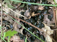Capreolus capreolus