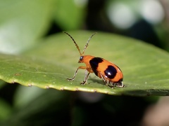 Aulacophora hilaris