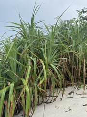Pandanus