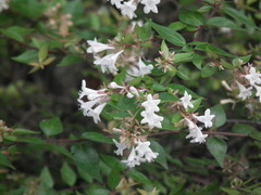 Abelia chinensis
