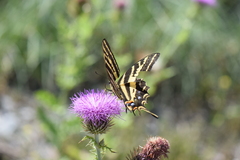 Papilio pilumnus
