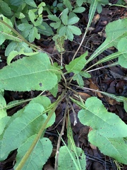 Iostephane heterophylla