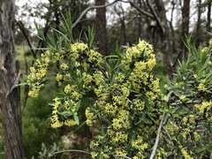 Pimelea microcephala