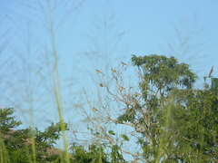 Tyrannus forficatus
