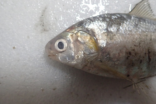 Japanese gizzard shad (Nematalosa japonica) — Clupeidae — 3