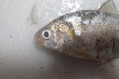 Nematalosa japonica