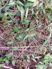 Fimbristylis griffithii