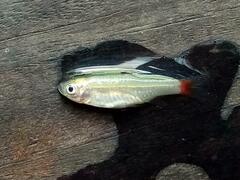 Rasbora borapetensis