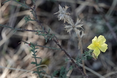 Fumana ericifolia