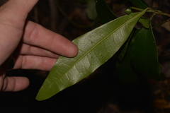 Litsea reticulata