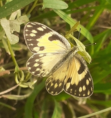 Colotis amata