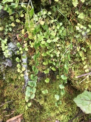 Asplenium flabellifolium