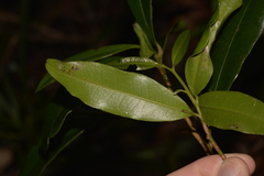 Litsea reticulata
