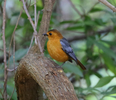 Cossypha natalensis intensa