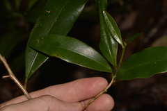 Litsea reticulata