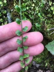 Asplenium flabellifolium