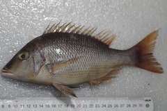 Lethrinus nebulosus