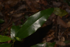 Litsea reticulata