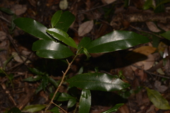 Litsea reticulata