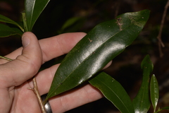 Litsea reticulata
