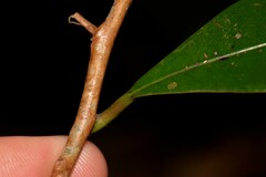 Litsea reticulata