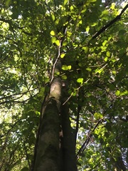 Streblus heterophyllus