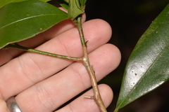 Litsea reticulata