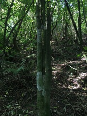 Streblus heterophyllus