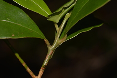 Litsea reticulata