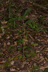 Litsea reticulata