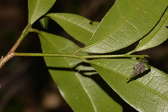 Litsea reticulata