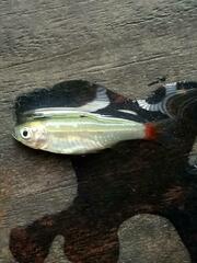 Rasbora borapetensis