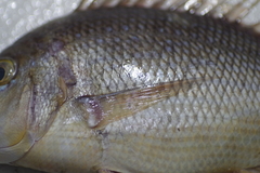 Lethrinus nebulosus