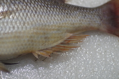Lethrinus nebulosus