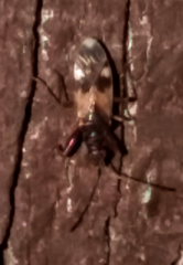 Pseudopamera nitidula