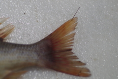 Lethrinus nebulosus