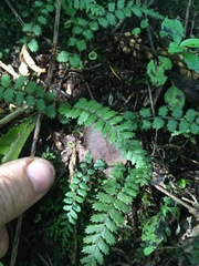 Blechnum filiforme
