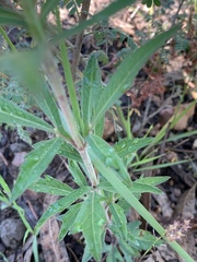 Cosmos scabiosoides