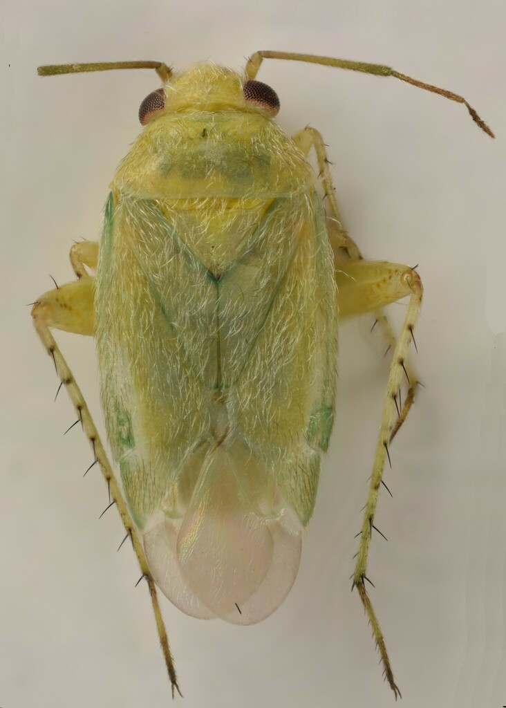 Anonychiella