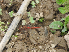 Sympetrum vulgatum