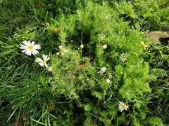 Tripleurospermum inodorum