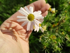 Tripleurospermum inodorum