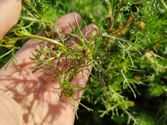 Tripleurospermum inodorum