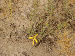 Prosopis strombulifera